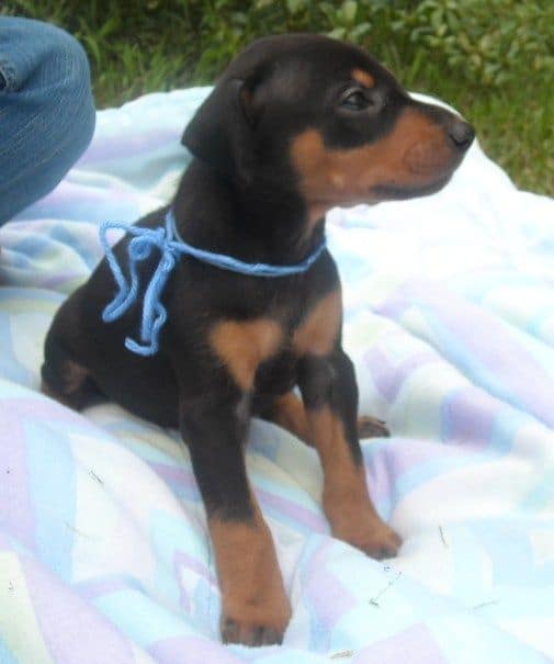 black male doberman puppy