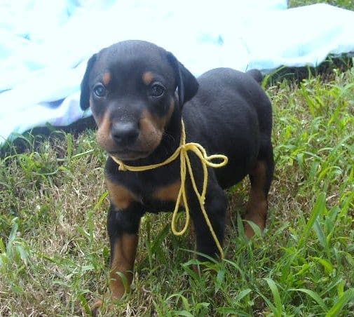 black male doberman puppy