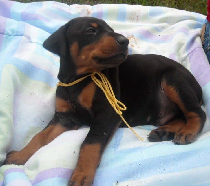 black male doberman puppy