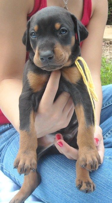 black male doberman puppy