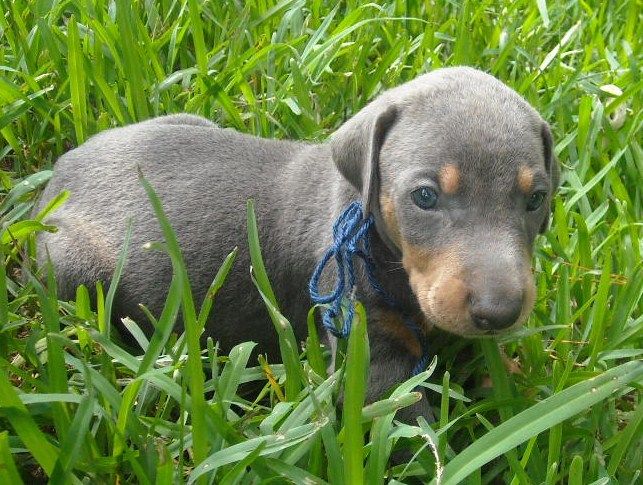 blue male doberman puppy