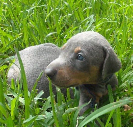 blue male doberman puppy