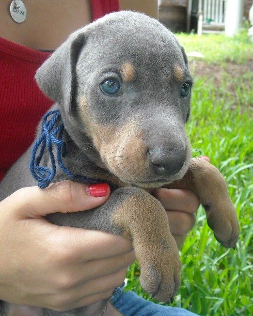 blue male doberman puppy