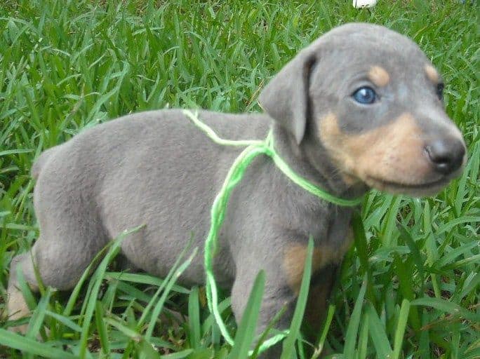 blue male doberman puppy