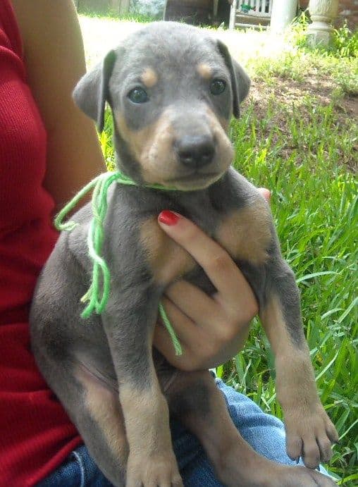 blue male doberman puppy