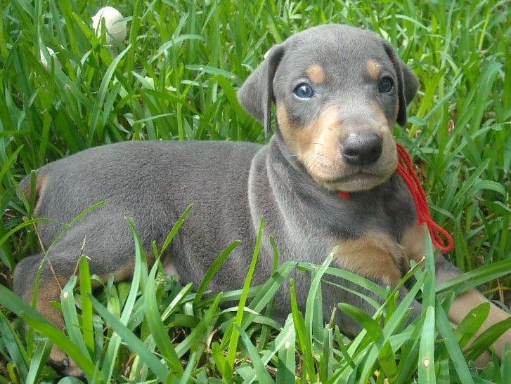 blue male doberman puppy