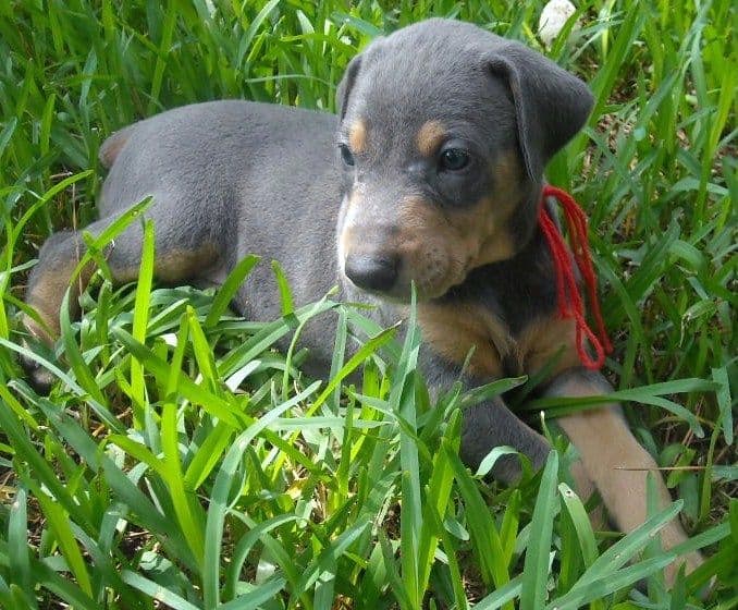 black male doberman puppy