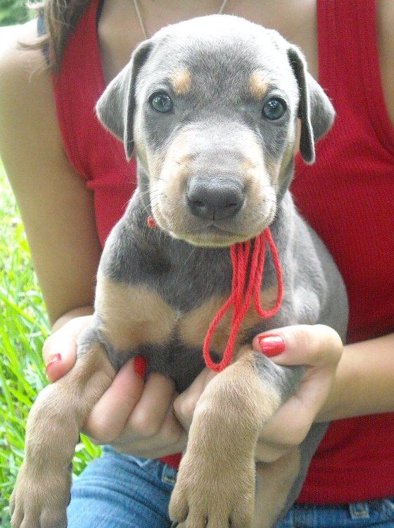 blue male doberman puppy