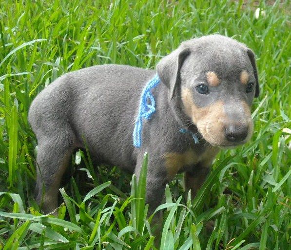 blue male doberman puppy