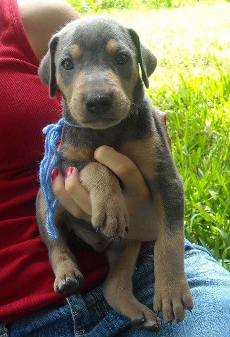 blue male doberman puppy