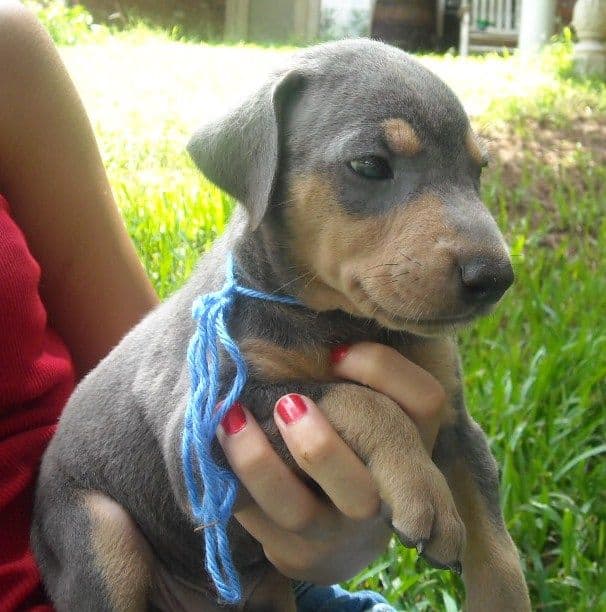 blue male doberman puppy