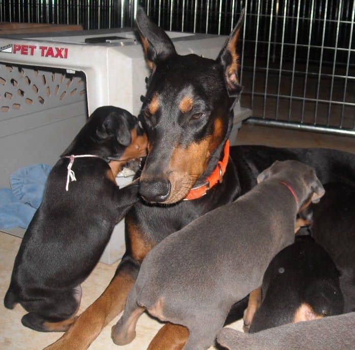 5 week old dobe puppies