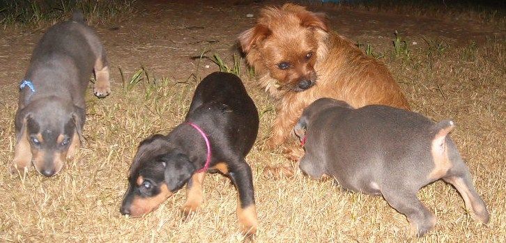 5 week old dobe puppies