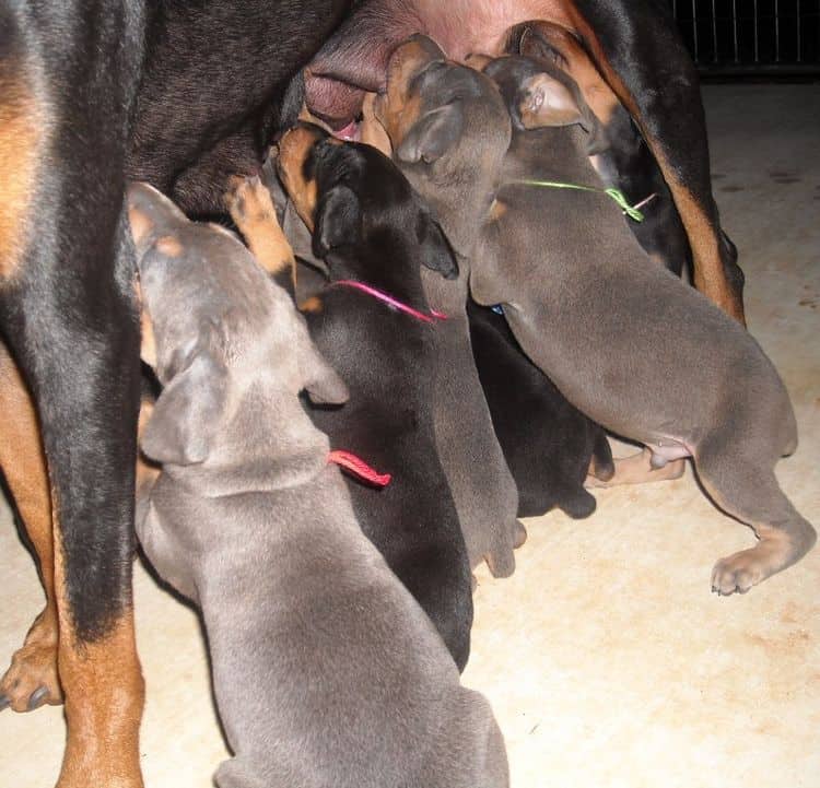 5 week old dobe puppies