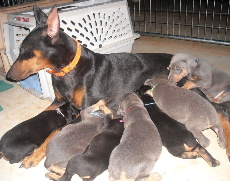 5 week old dobe puppies