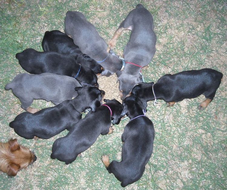 5 week old dobe puppies