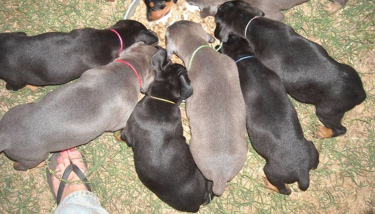 5 week old dobe puppies