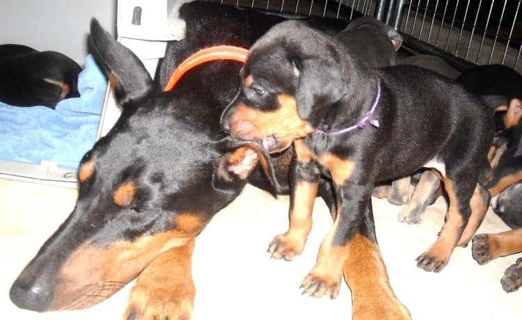 5 week old dobe puppies