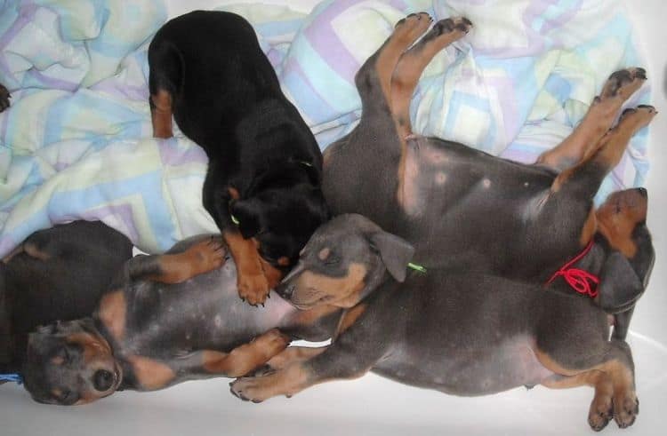 5 week old dobe puppies