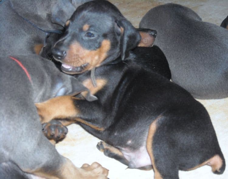 5 week old dobe puppies