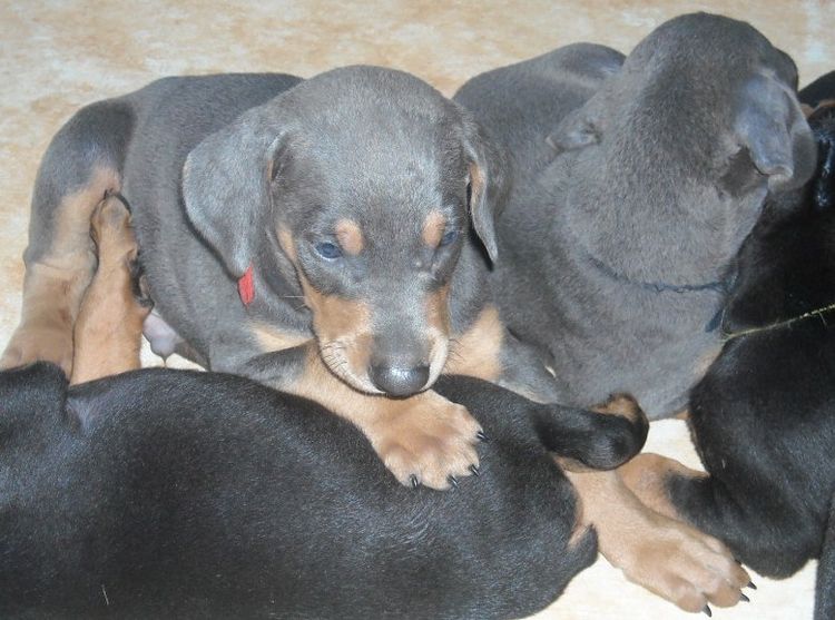 5 week old dobe puppies