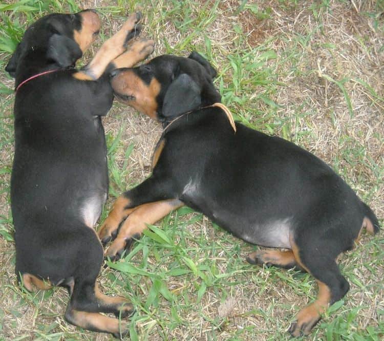 5 week old dobe puppies