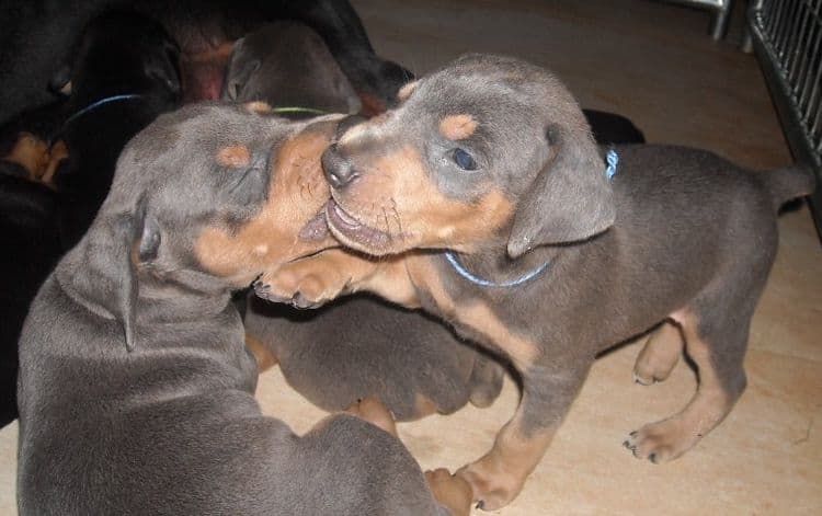 5 week old dobe puppies