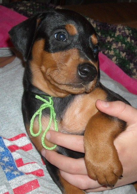 black female doberman puppy