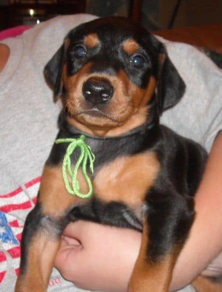 black female doberman puppy