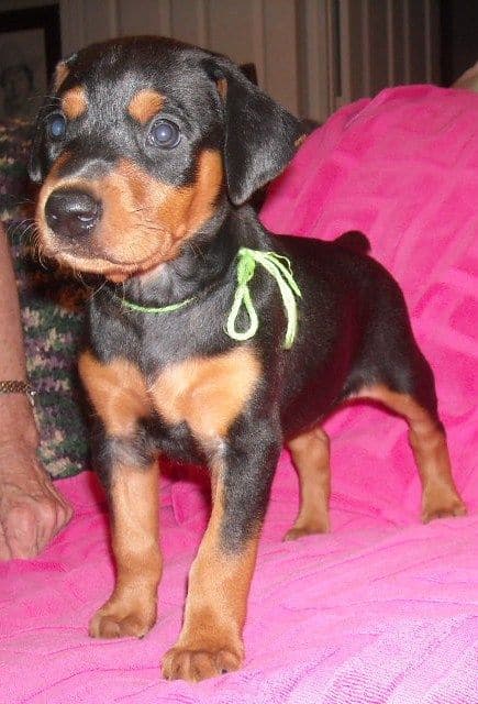 black female doberman puppy