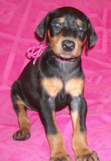 black female doberman puppy