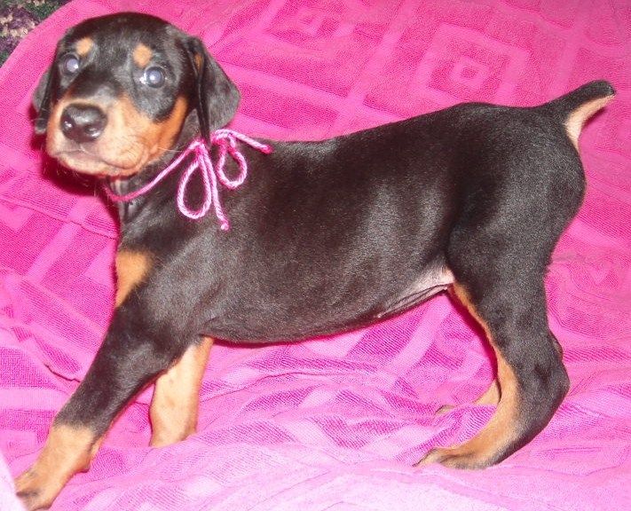 black female doberman puppy