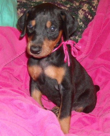 black female doberman puppy