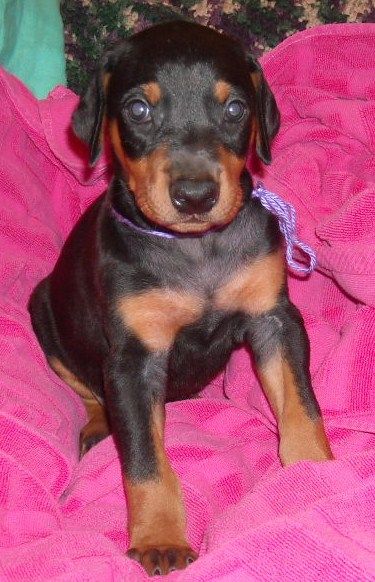 black female doberman puppy