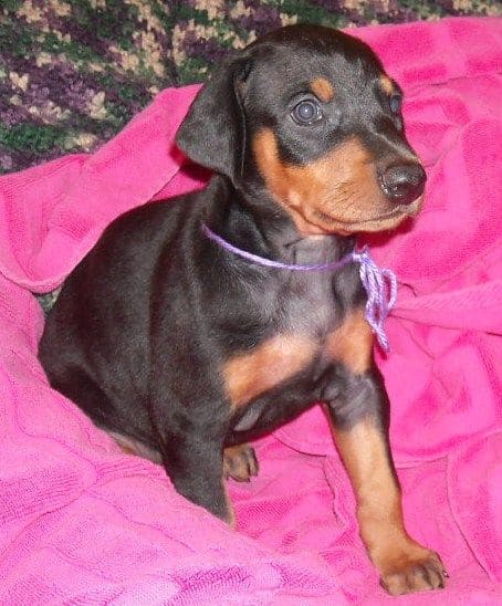 black female doberman puppy