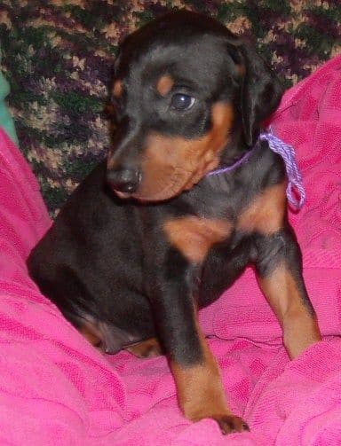 black female doberman puppy