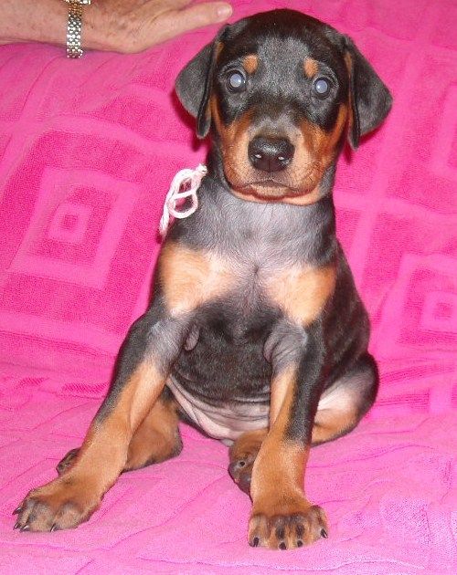 black female doberman puppy