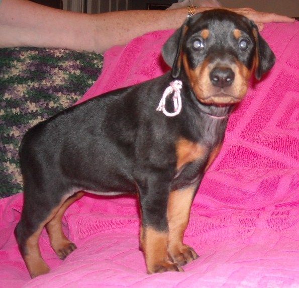 black female doberman puppy