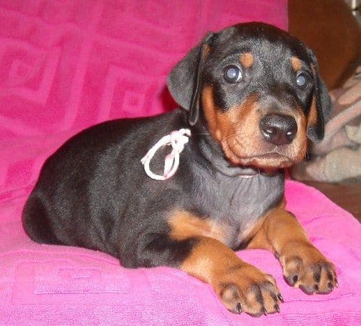 black female doberman puppy