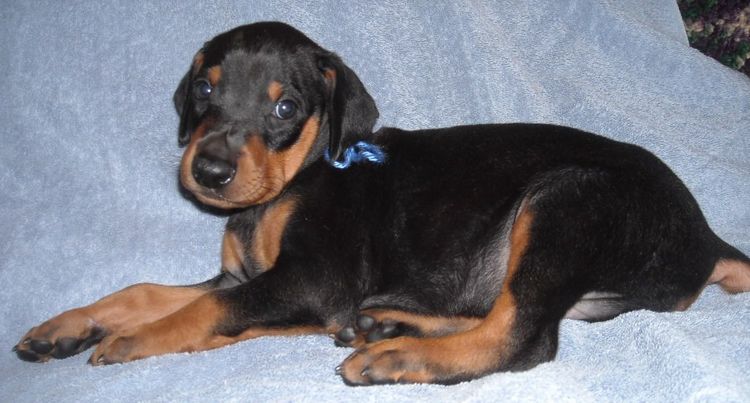 black male doberman puppy