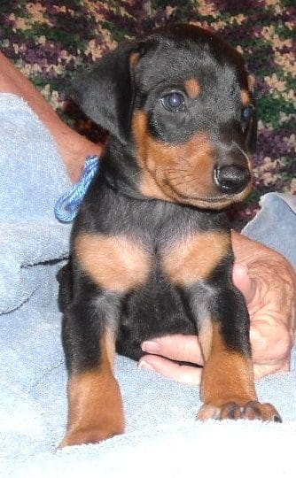 black male doberman puppy