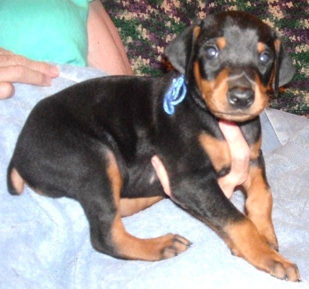 black male doberman puppy