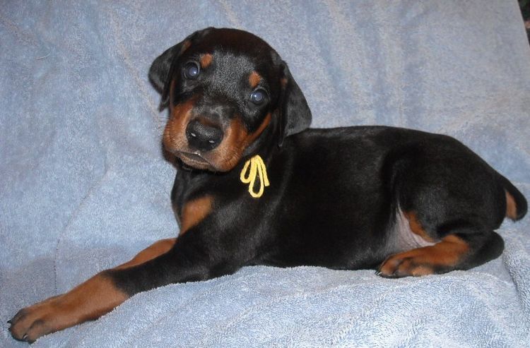 black male doberman puppy