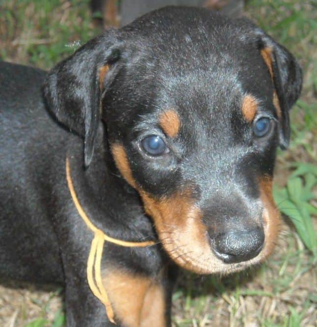 black male doberman puppy