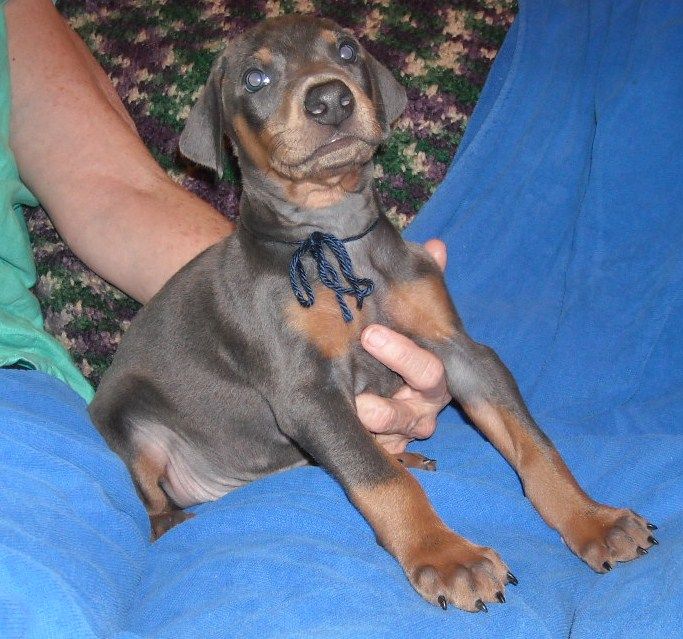 blue male doberman puppy