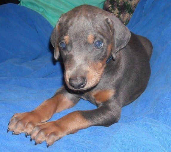 blue male doberman puppy