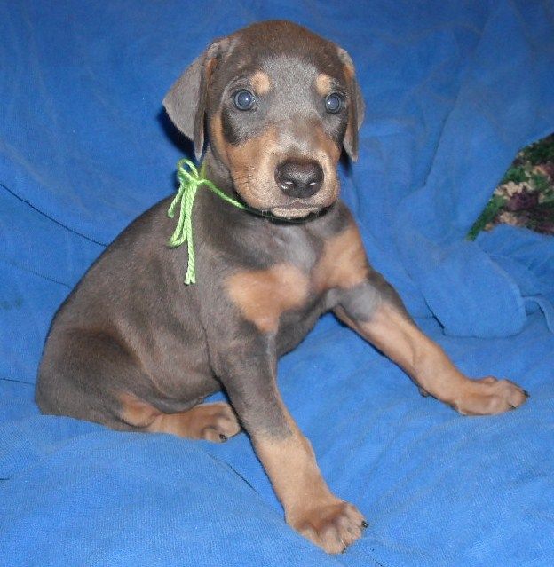 blue male doberman puppy