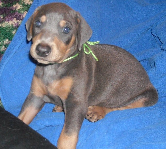 blue male doberman puppy