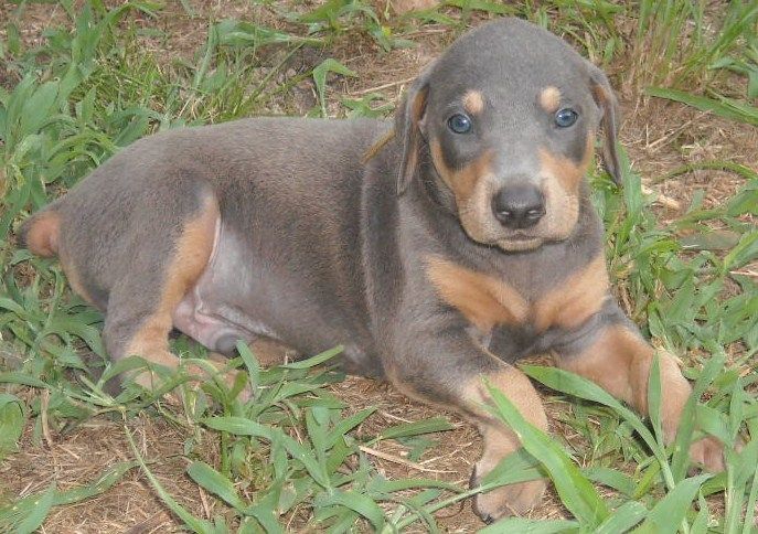 blue male doberman puppy