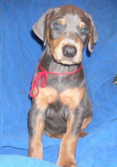 blue male doberman puppy